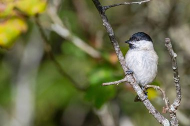 March tit or Poecile palustris sitting on a branch looking for f