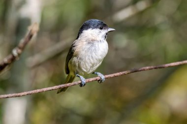 March tit or Poecile palustris sitting on rusy wire looking for 