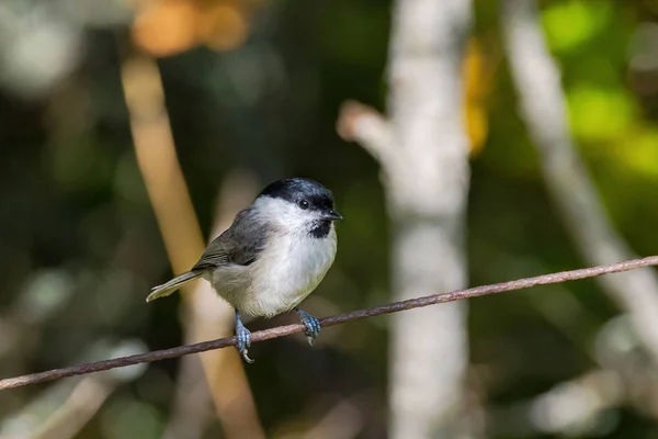 March tit or Poecile palustris sitting on rusy wire looking for — Stockfoto