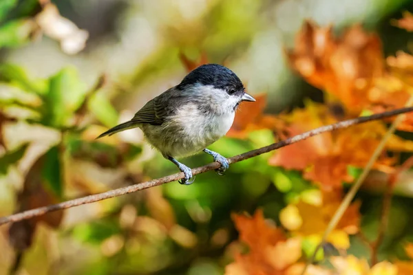 March tit or Poecile palustris sitting on rusy wire looking for — Stock Photo, Image
