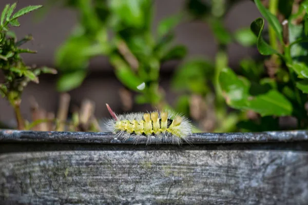 Pálido Tussock catepillar ou Calliteara pudibunda rastejando em um me — Fotografia de Stock