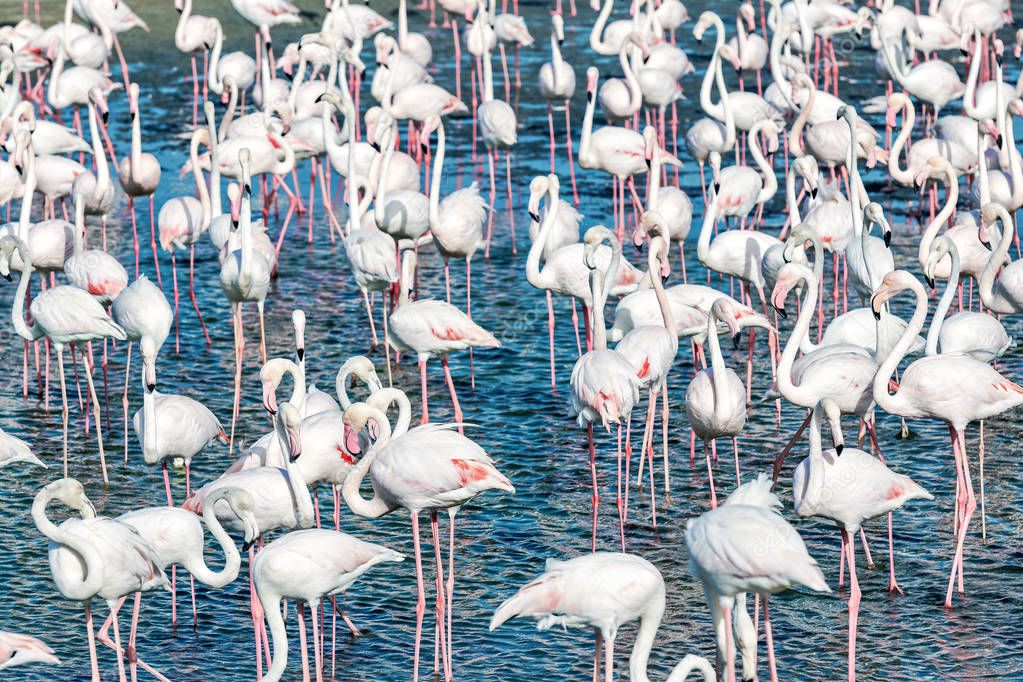 Many white flamingos in the waterfront searching for food