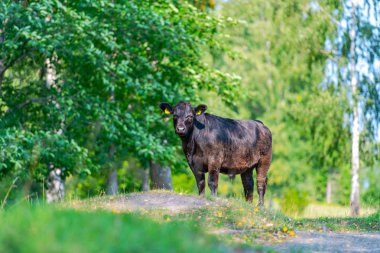 Bir tepede genç siyah inen intresting bakıyor