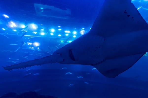 Dubai alışveriş merkezinde köpekbalıkları, vatozlar ve diğer büyük balıklarla dolu bir akvaryum. — Stok fotoğraf