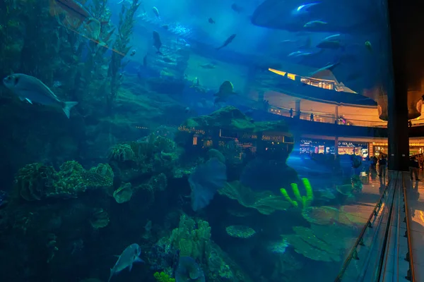 Dubai alışveriş merkezinde köpekbalıkları, vatozlar ve diğer büyük balıklarla dolu bir akvaryum. — Stok fotoğraf