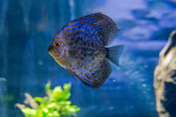Акваріум з маленькою рибою в Дубаї. — стокове фото