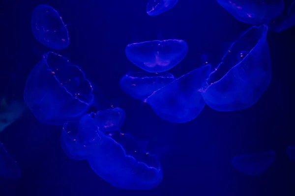 Acuario con medusas en el centro comercial Dubai — Foto de Stock