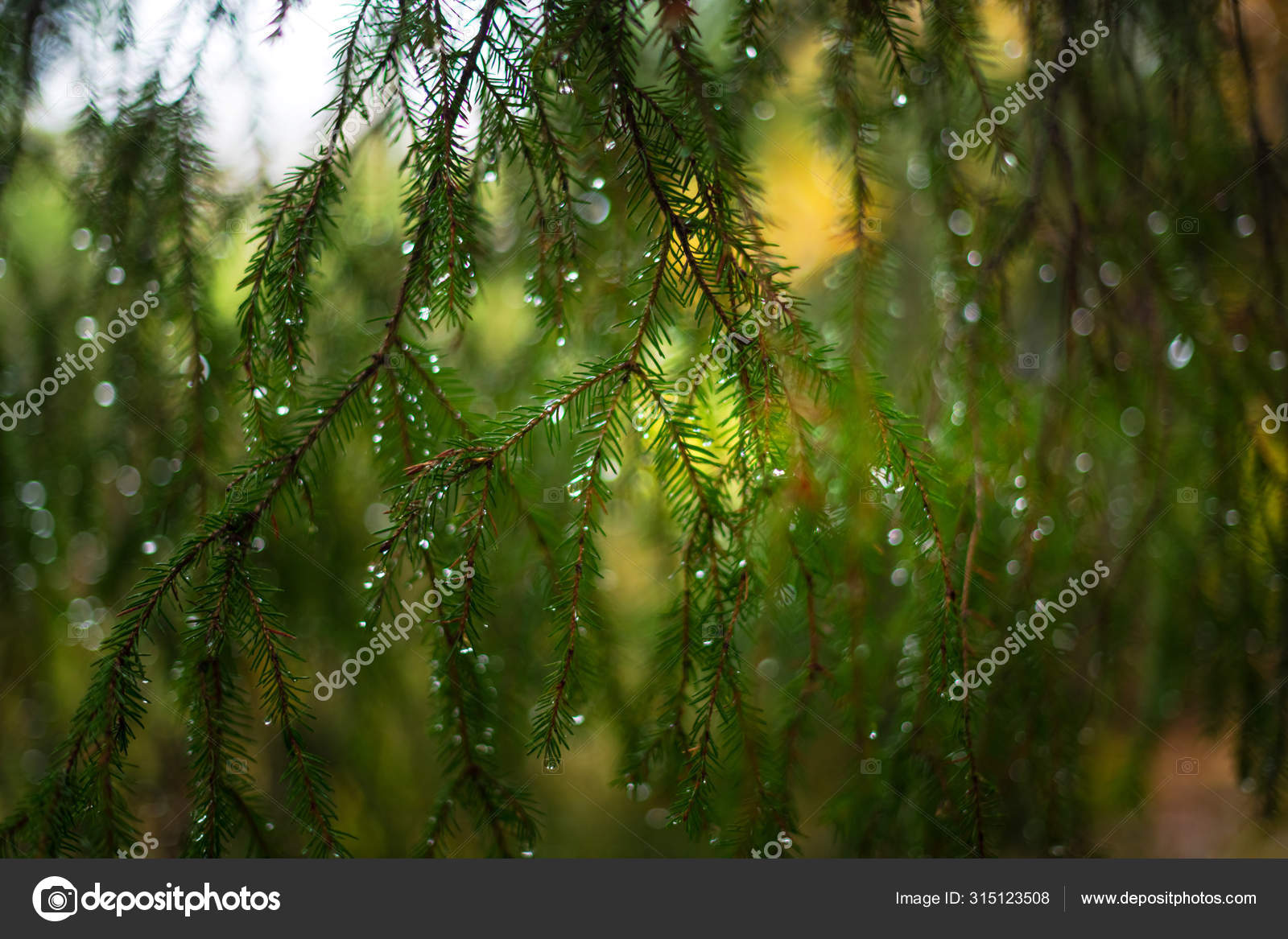 Gotas en una rama de pino, el árbol de hoja perenne tienen muchas aguas —  Foto de stock #315123508 © steho, image size:1600x1167