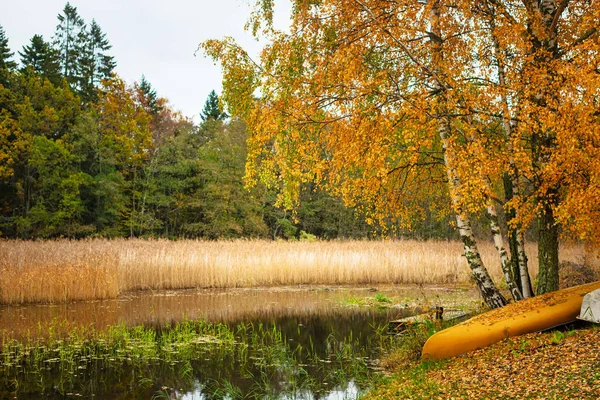 Sarı kano Vi 'de sarı bir huş ağacının altında karaya oturmuş. — Stok fotoğraf