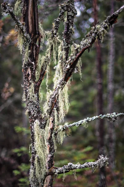 Fermeture du lichen Vieille barbe de mans suspendue à un vieil arbre dur — Photo