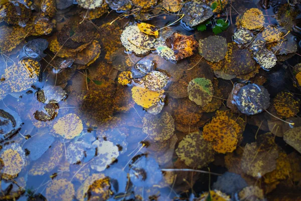 Folhas decadentes de álamo na água durante o outono — Fotografia de Stock
