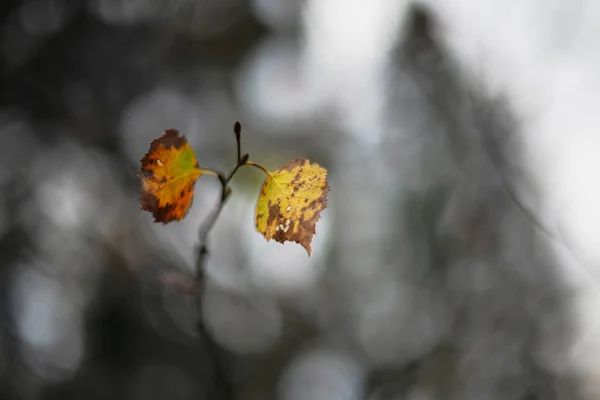 Dos hojas de abedul de colores sobre un fondo natural gris —  Fotos de Stock
