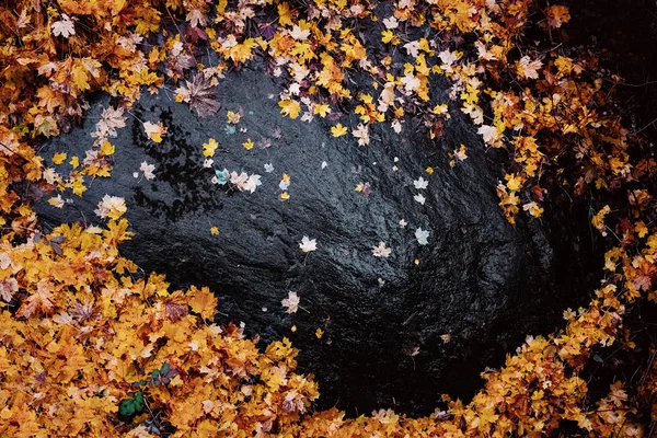 薄い雨の中、湿った黒い岩の上にオレンジのカエデが葉を残す — ストック写真