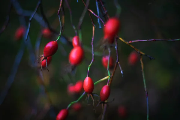 Frutti di rosa canina su uno sfondo scuro opaco durante un autunno piovoso — Foto Stock