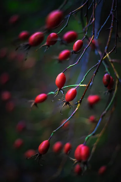 Růže kyčle ovoce na tmavém matném pozadí během deštivého podzimu — Stock fotografie
