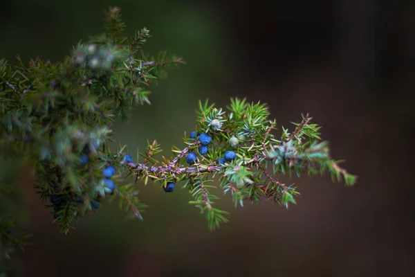 Jalovcová semínka v modré i zelené na zdravé věčně zelené juni — Stock fotografie