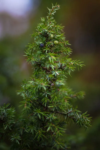 Jalovcová semínka v modré i zelené na zdravé věčně zelené juni — Stock fotografie