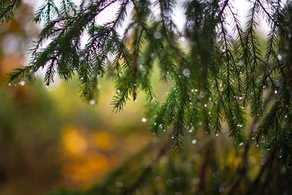 Gotas em um galho de árvore de pinheiro, a árvore sempre verde tem muitas águas — Fotografia de Stock