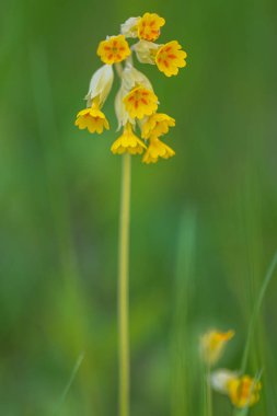 Yaz başında yeşil arka planda sarı inek gülü. İsveç