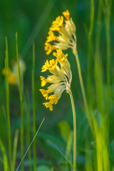 Fiore Giallo Cowslip Sfondo Verde Durante Inizio Dell Estate Svezia — Foto Stock