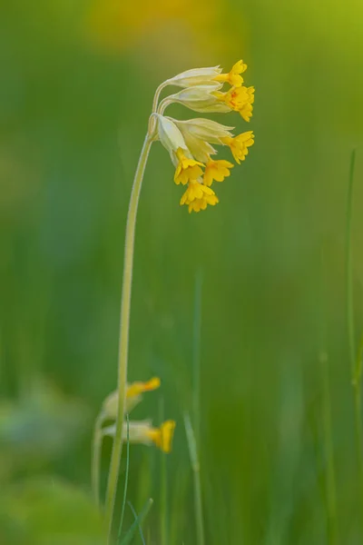 Flor Cowslip Amarelo Fundo Verde Durante Início Verão Suécia — Fotografia de Stock