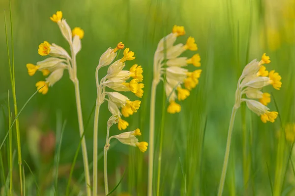 Flor Amarilla Sobre Fondo Verde Principios Del Verano Países Bajos —  Fotos de Stock