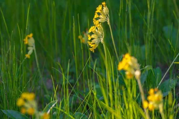 Żółty Kwiat Obsuwiska Zielonym Tle Wczesnym Lecie Szwecja — Zdjęcie stockowe