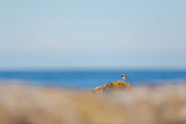 晴れた日には ワグテールの鳥が海の岩の上で休んでいました スウェーデン — ストック写真