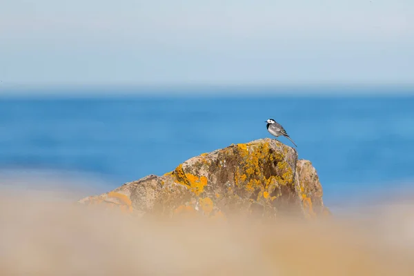 Burung Wagtail Beristirahat Batu Laut Saat Hari Cerah Cerah Swedia — Stok Foto