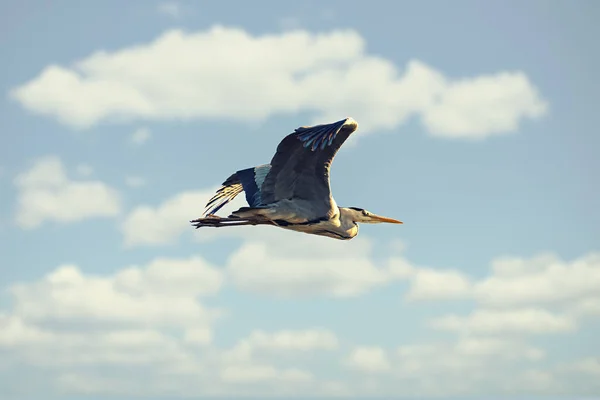 初夏の青空に灰色のサギが通り過ぎる スウェーデン — ストック写真