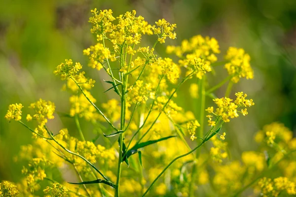 Closeup Campo Colza Amarelo Use Para Fazer Óleo Suécia — Fotografia de Stock