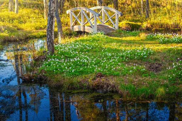 Piccolo Ponte Bianco Una Piccola Isola Piena Fiori Bianchi Primaverili — Foto Stock