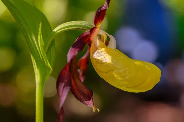 Wild Lady Slipper Orchid Close Suécia — Fotografia de Stock