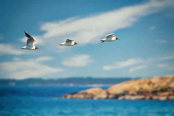 Seeschwalben Der Küste Mit Wasser Und Felsen Schweden — Stockfoto