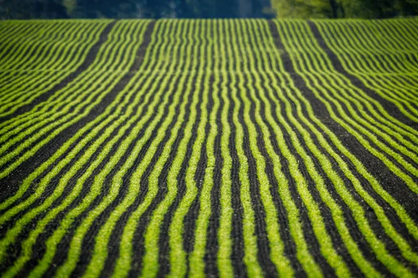 Ecological Cropfield Perspective Green Brown Lines Sweden — Stock Photo, Image