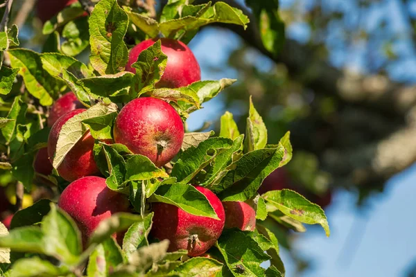 Red Ripe Apples Sunny Autumn Day Rosendal Gardens Sweden — Stock Photo, Image