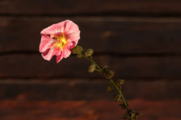 Wildrose Mot Gammal Trävägg — Stockfoto