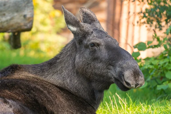 Skansen Stockholm Sweden Nov 2020 Moose Alces Alces Resting Skansen — Stock Photo, Image