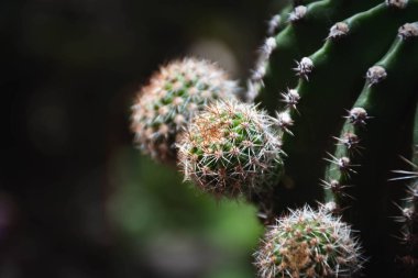 Seçilmiş odak-yeşil kaktüs