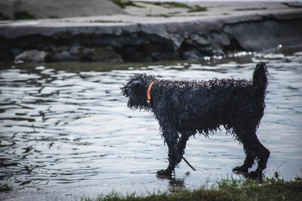 Göle bakarak korkmuş ıslak köpek