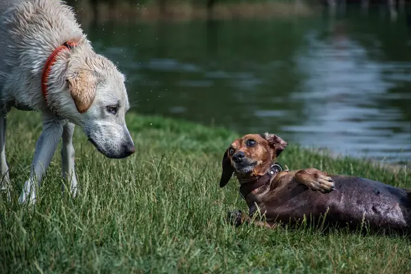 Birbirlerine bakan iki köpek