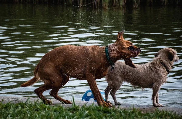 Islak köpek su sıçraması