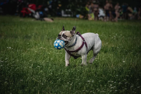 Perro Jugando Con Pelota — Foto de Stock