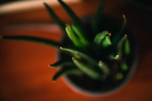 Seçilmiş Focus-succulent kapalı bitki