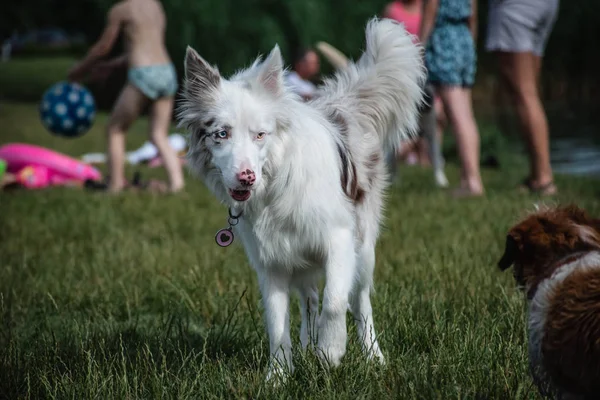 Heterochromian gözler ile beyaz köpek