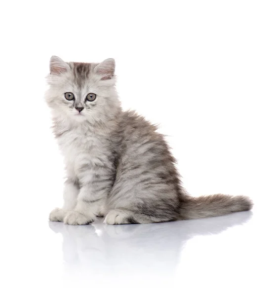 Gyönyörű fiatal szőrös cica izolált fehér háttér — Stock Fotó
