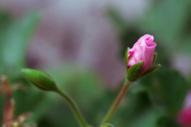 tomurcuk tomurcuk çiçek tomurcuk önümüzdeki Sardunya Cranehorn yakın çekim makro