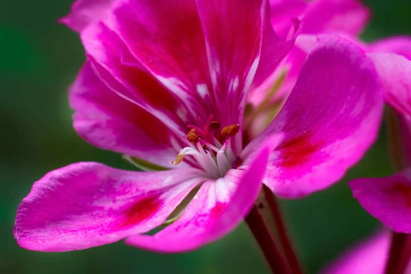 Blomma Blomställning Blomma Stjälk Geranium Crane Blommande Närbild Makro — Stockfoto