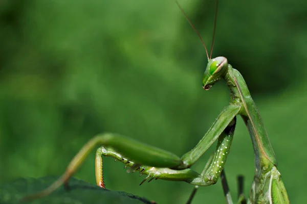 Mantis Verde Folha Close Macro — Fotografia de Stock