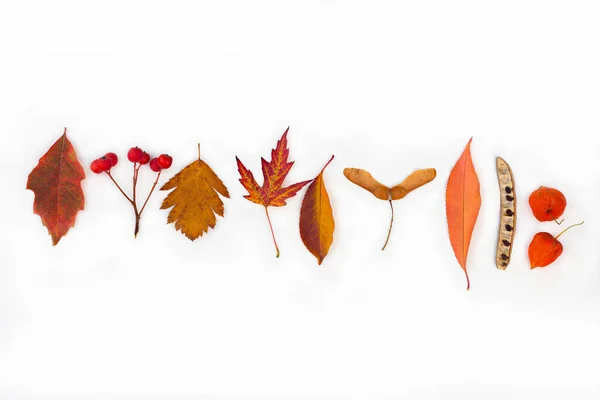 Outono Outono Folhas Folhas Frutos Planta Sementes Montanha Cinza Physalia — Fotografia de Stock